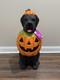 2.5 Ft Black Lab Halloween Dog Blow Mold Ghost Led 2025 Home Depot Free Shipping