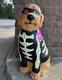 Brand New Halloween Classics 2.5ft Glow In The Dark Golden Doodle