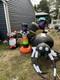 Gemmy Inflatable Lot