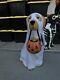 Golden Retriever Halloween Dog Blow Mold Ghost Led Lit 2024 Home Depot 2.5 Ft