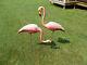 Pair Of Original Vintage 1958 Mold-craft Inc. Pink Flamingos Blow Mold Lawn Mcm