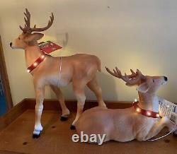 Pr Blow Mold ReinDeer Deer Light Up Buck Male Female Mint 26 15 New Old Stock