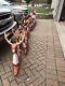 Santa With Sleigh With Rudolph And All 8 Reindeer Set Christmas Lighted Blow Mold
