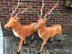 Two Santas Best 35 Reindeer Buck Deer Lighted Blow Mold