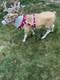 Used 4.5ft. Blow Mold Reindeer With Antlers Led Lights Home Depot Accents