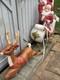 Vtg General Foam Plastics Blow Mold Santa In Sleigh Withreindeer @read@ No Ship